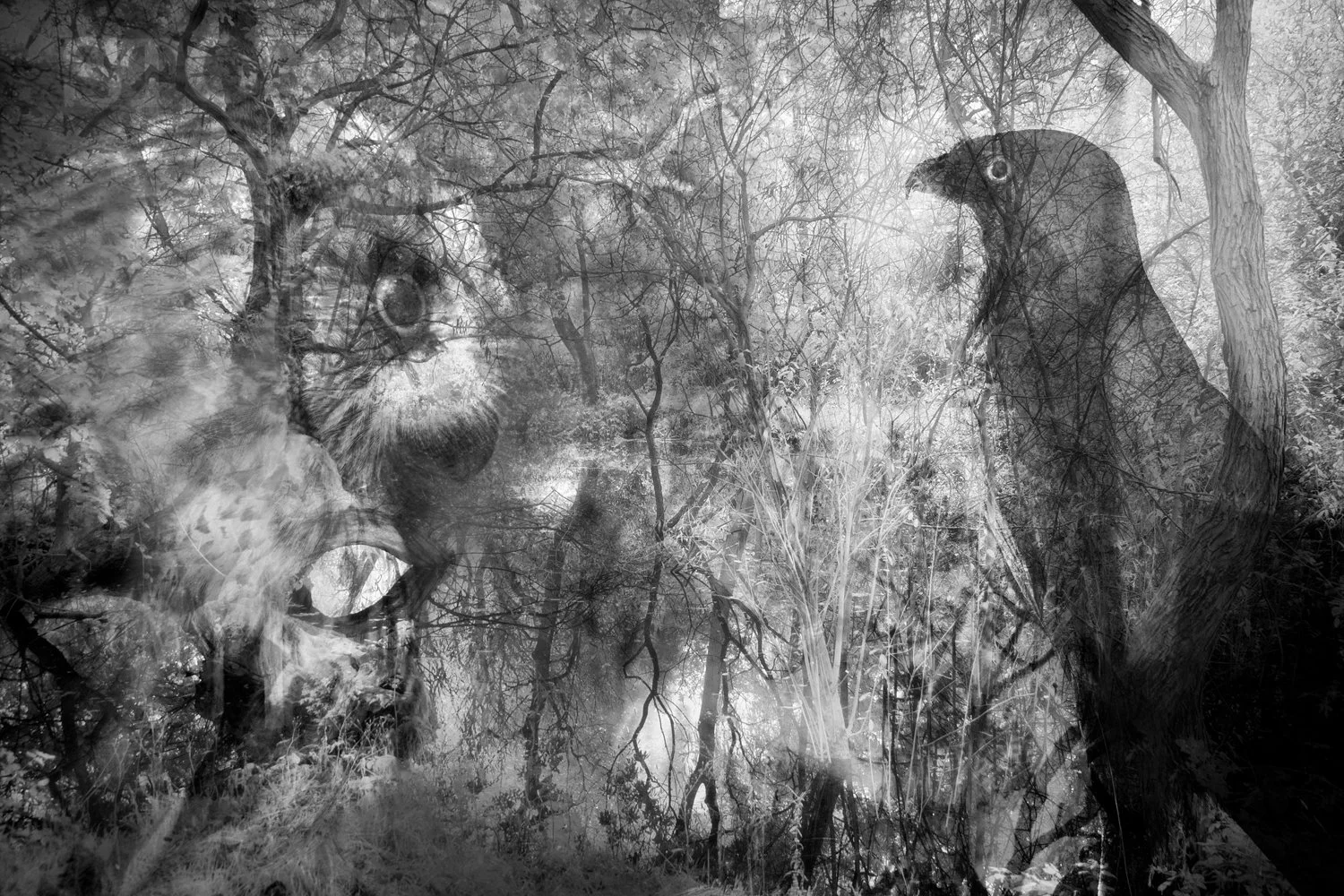 Black and white photo of a forest with a large owl face and a black bird sitting on a branch, double exposure effect blending the images