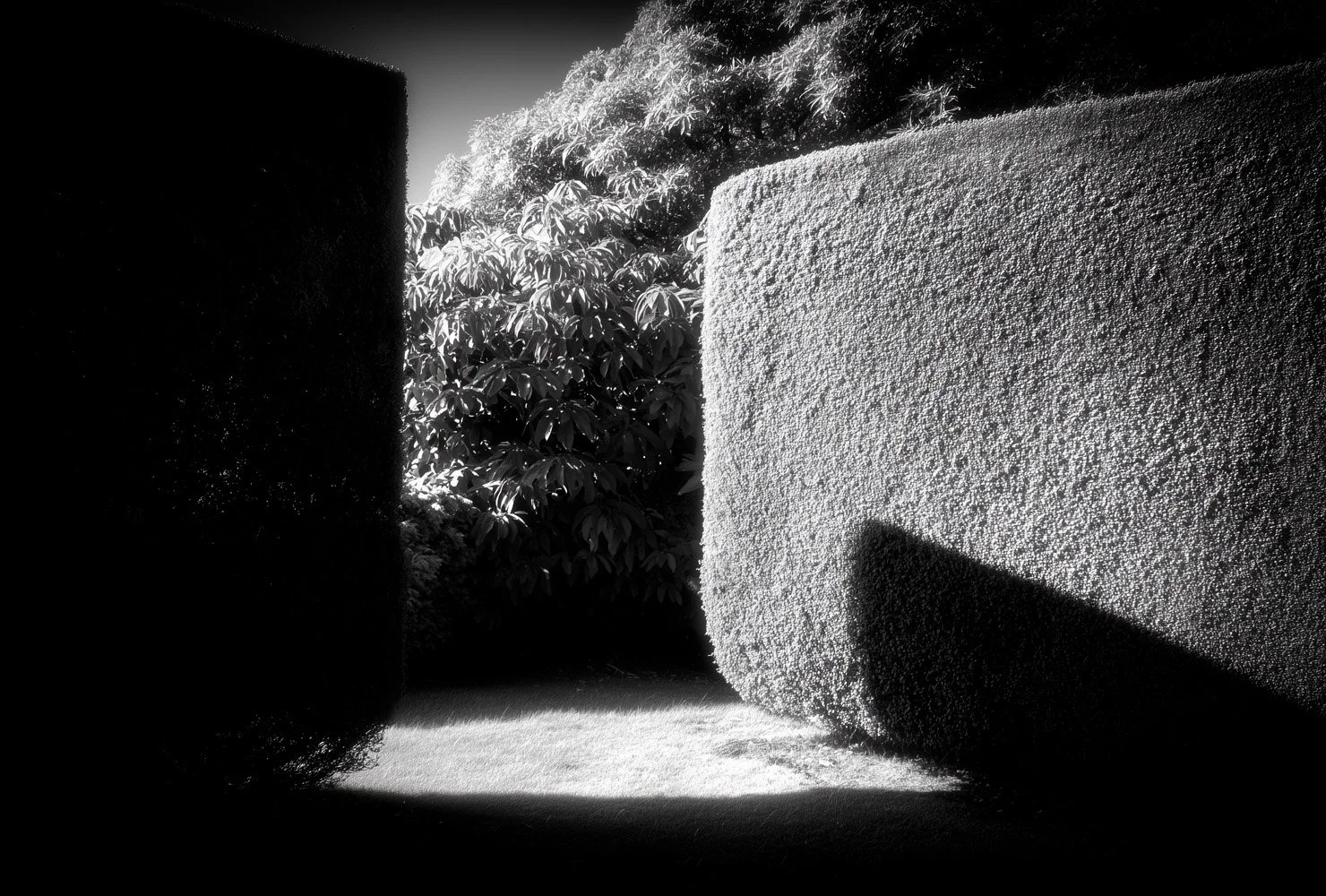 Black and white image of a garden pathway with large hedges on both sides, sunlight creates shadows and highlights on the textured hedge surfaces.