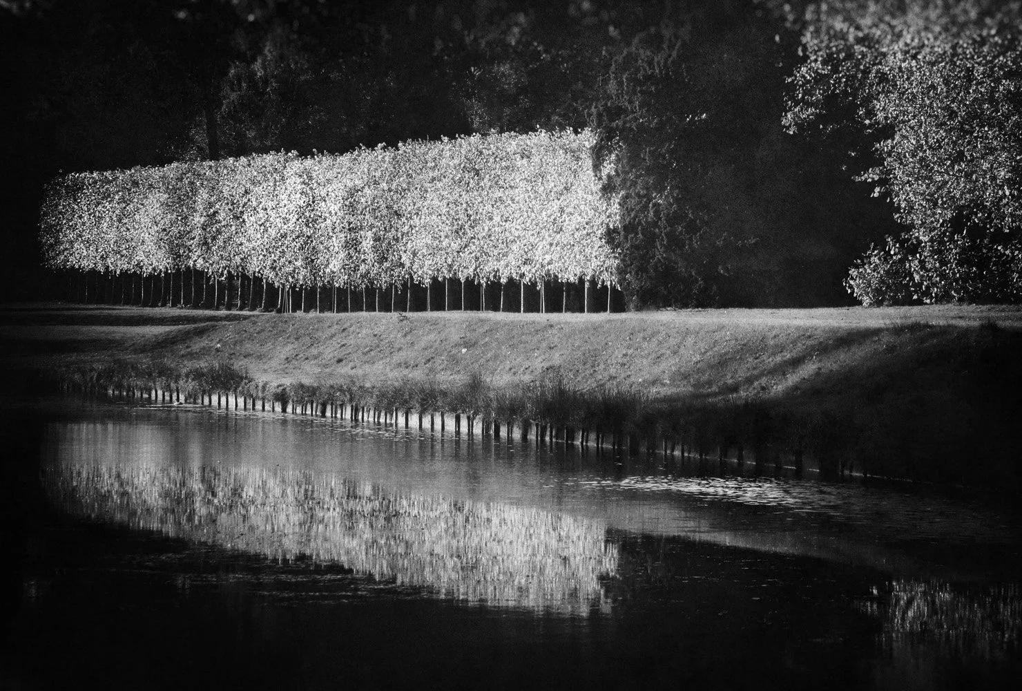 A black and white photo of trees beside a body of water, with the images reflected in the water.