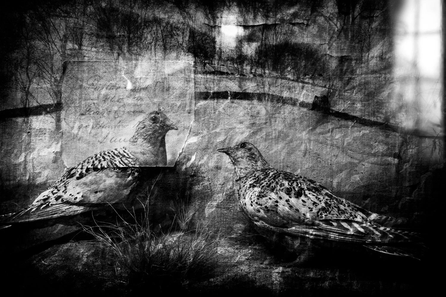 Black and white photograph of two birds resembling quails, positioned on the ground with grasses in front of them. A reflection of the scene, including a handwritten letter and a bridge, appears on a glass surface overlaying the image.
