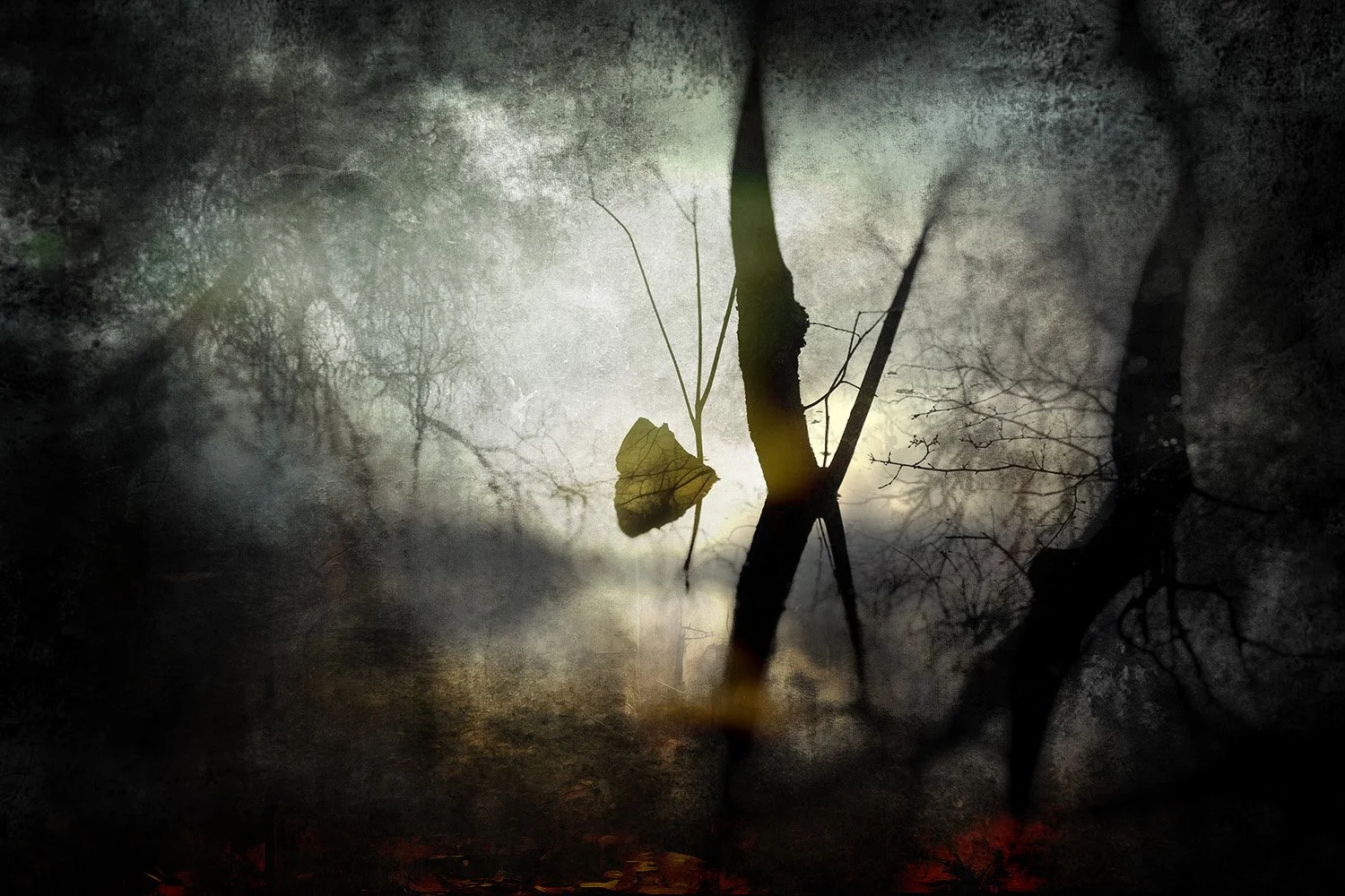 A reflection of tree branches and a sole leaf on a dark, still surface of water with muted colors and a cloudy sky.