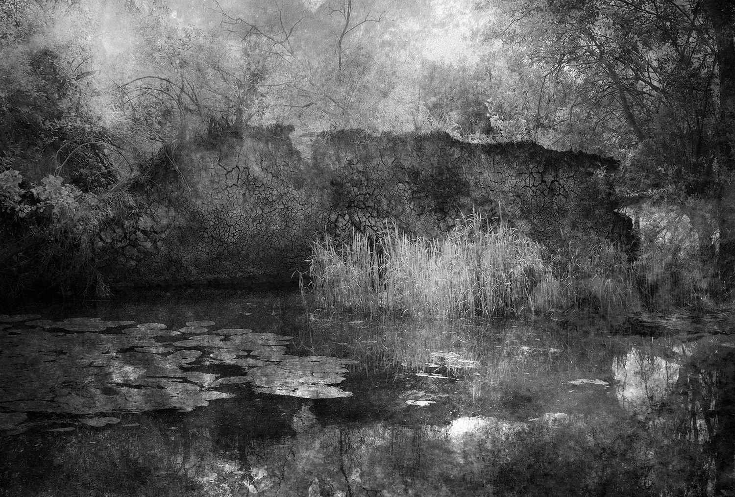 Black and white photograph of a natural landscape with a body of water in the foreground, lily pads on the surface, tall grasses and dense trees in the background, and a large, cracked rock formation or fallen tree across the scene.