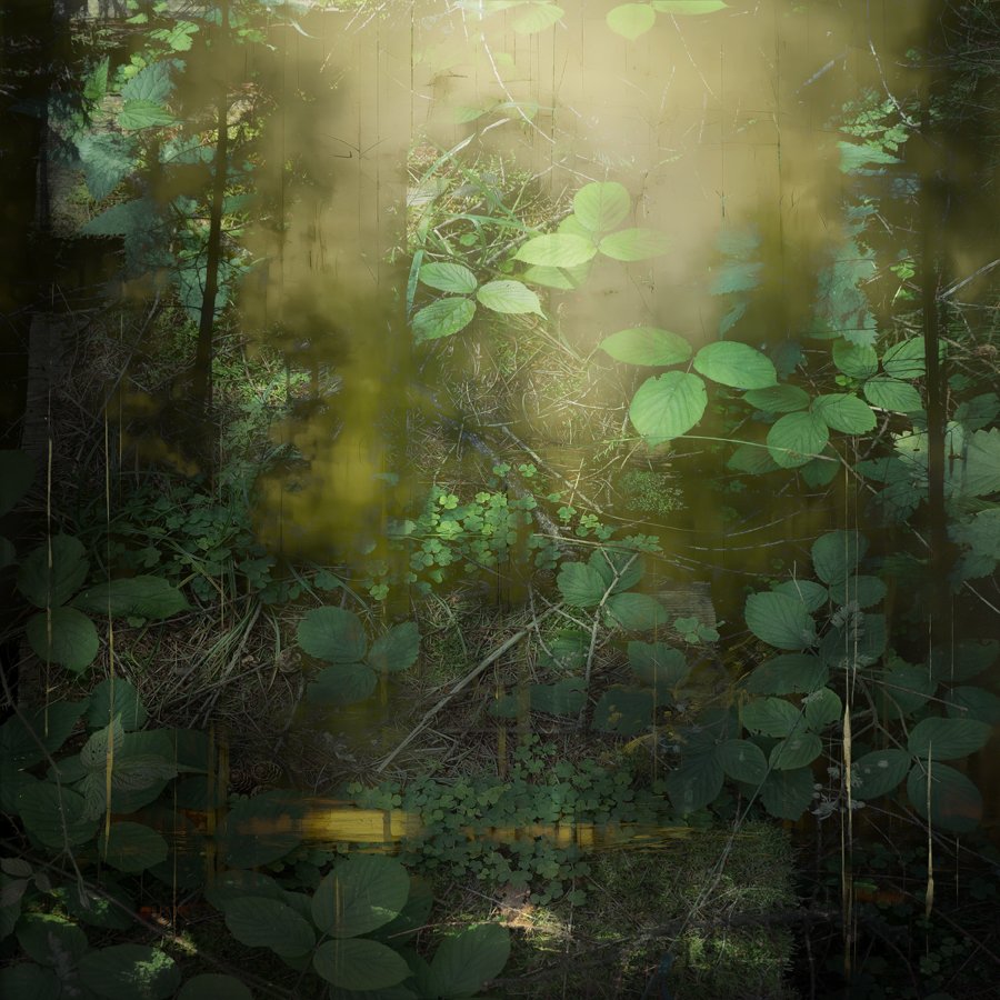 Dense forest floor with green leaves, plants, and small undergrowth, slightly blurred and sunlit