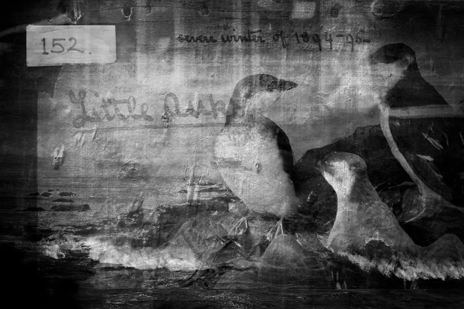 Black and white collage featuring a photo of two Auks, handwritten text, and a paper with the number 152.
