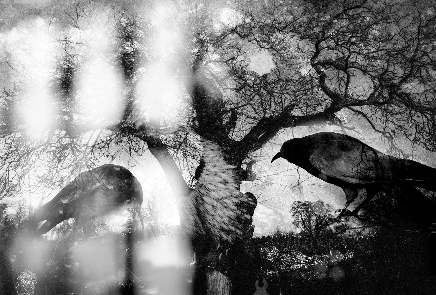 Black and white photo of two ravens perched on a tree branch, with a leafless tree and cloudy sky in the background.