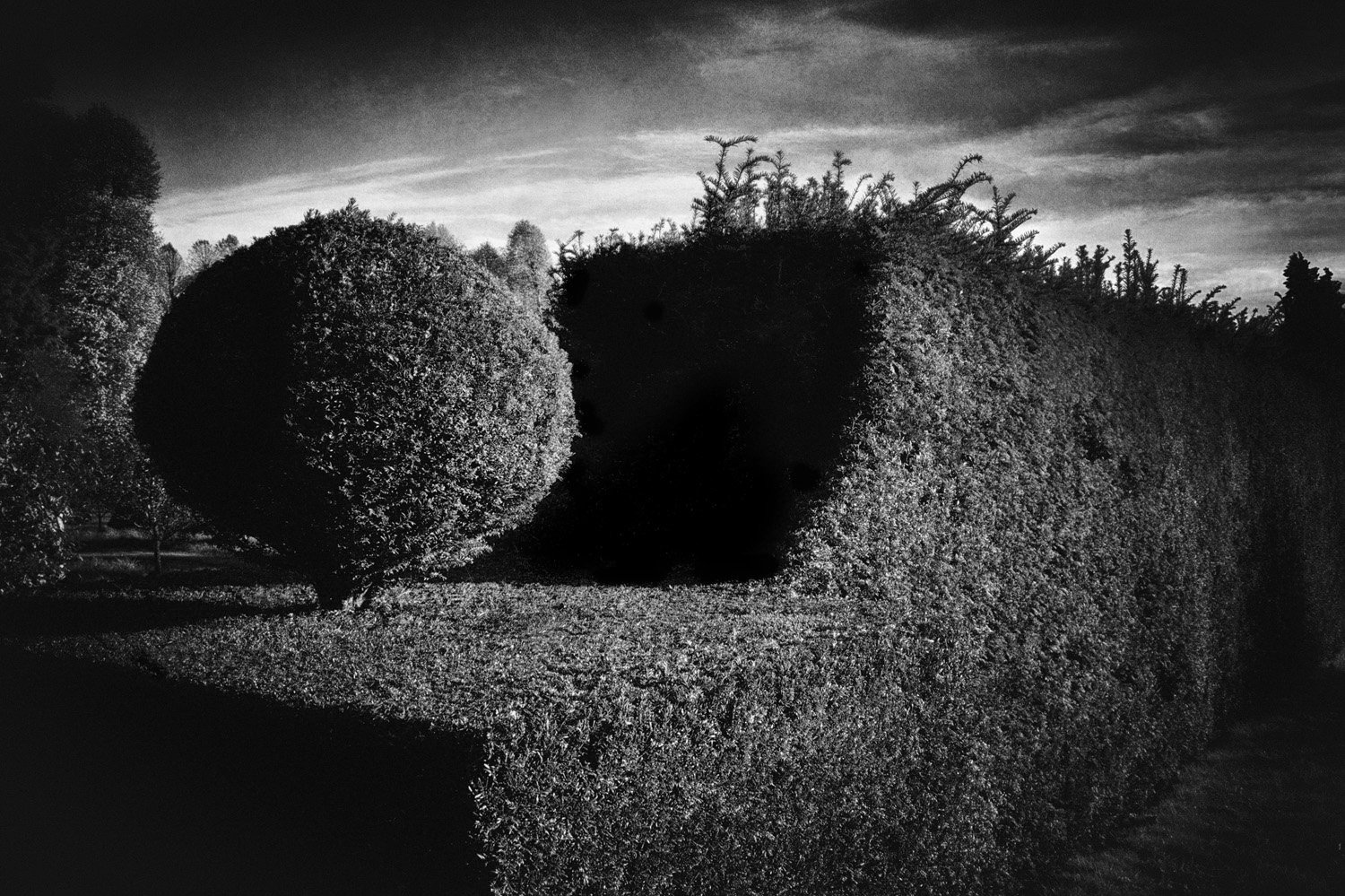 Black and white photo of trimmed topiary hedges in a formal garden with a cloudy sky.