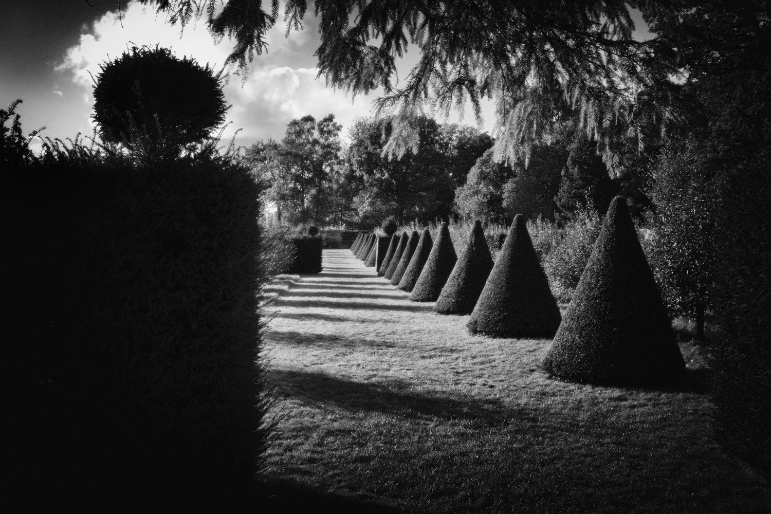 A pathway lined with cone-shaped bushes and trees, with shadows cast on the ground, black and white photo.