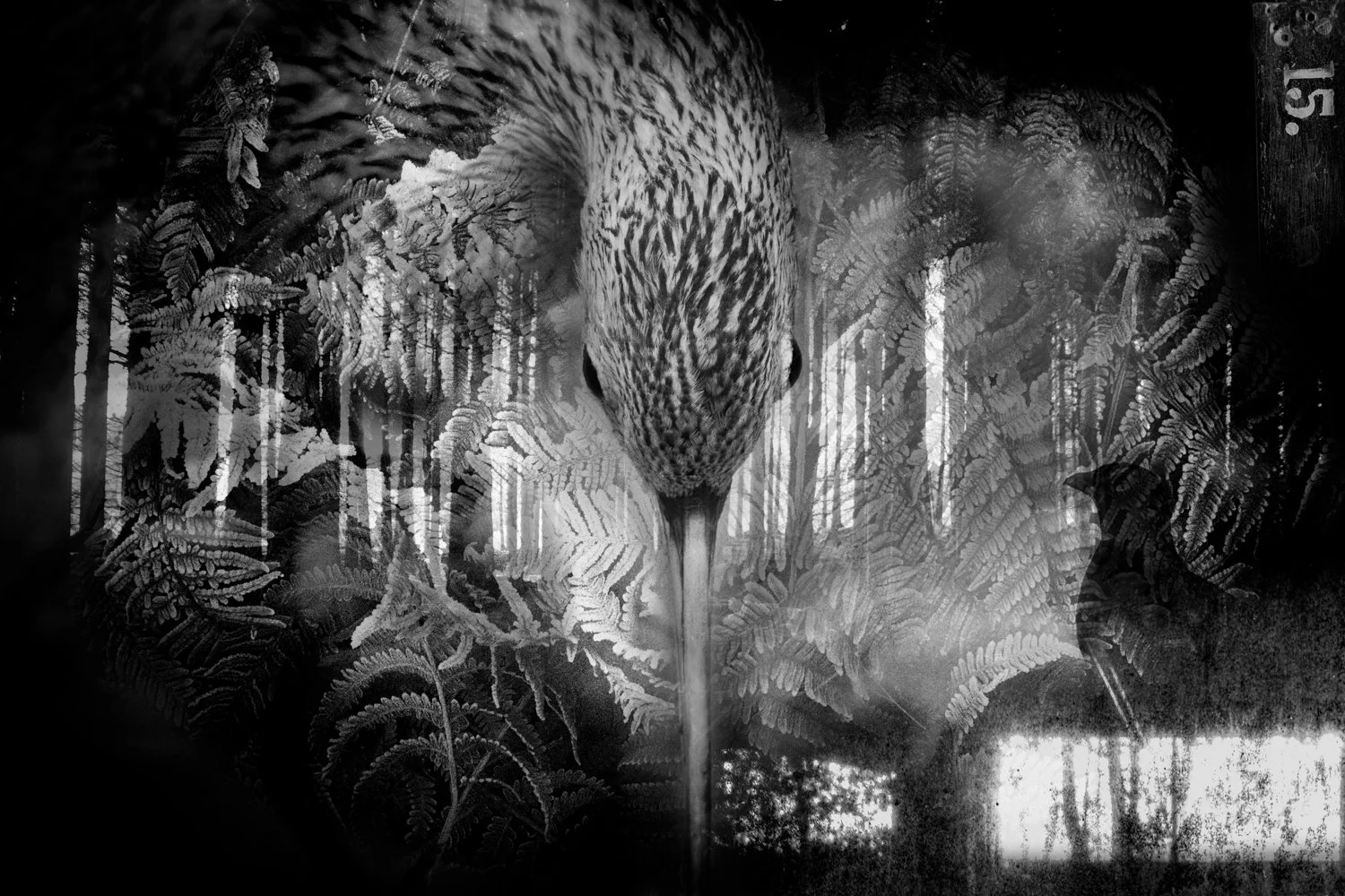 A black and white collage of a Curlew,  with a patterned head, superimposed over a forest background with ferns and trees.
