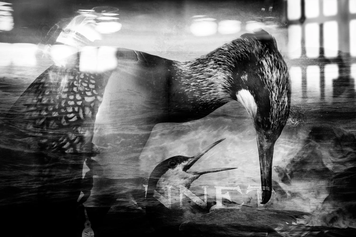 Black and white photo of a bird,  cormoran with youngt,  its beak open, reflected on water with a blurred background.