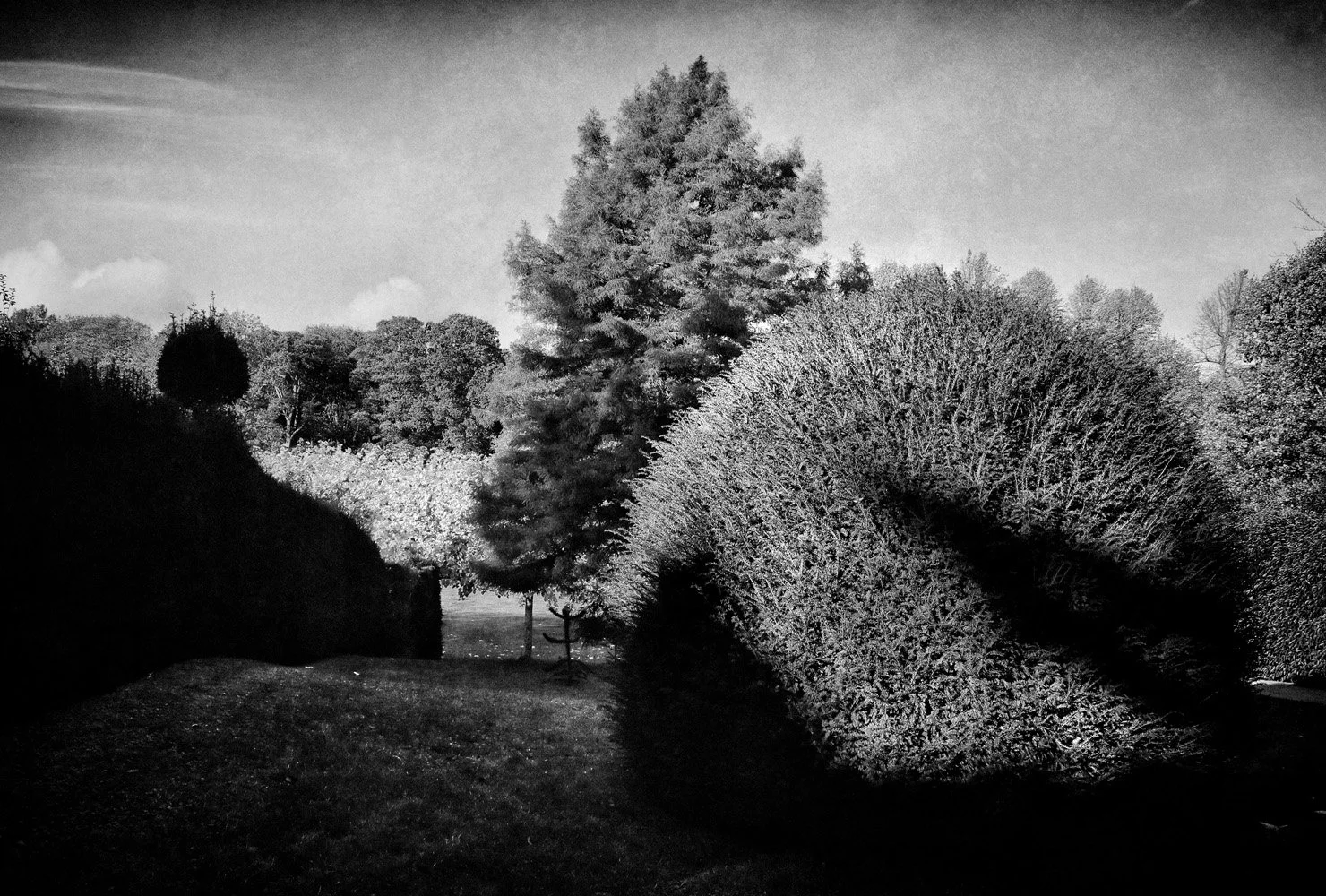 Black and white photo of a park with various trees and bushes, a grassy area, and a pathway in the background.