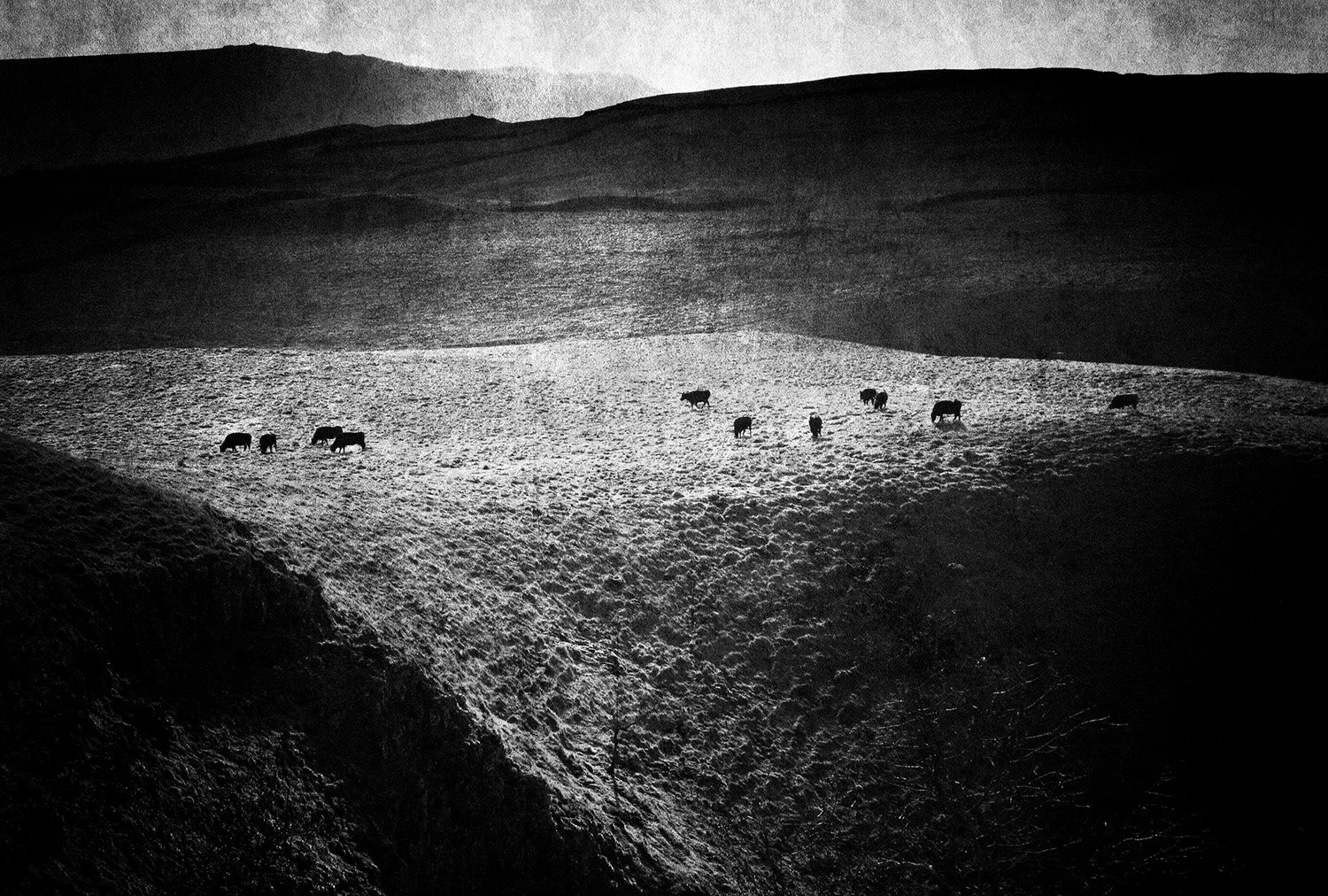 Black and white photo of a hilly landscape with a distant group of six cows grazing on a sunny patch of land.