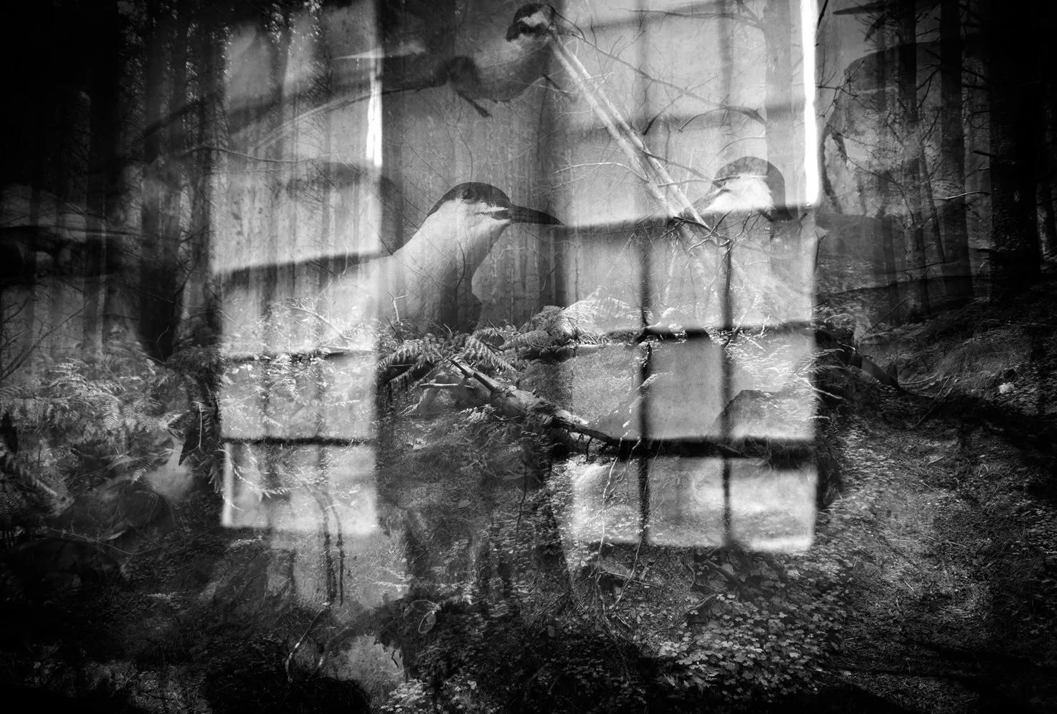 A black and white photo of three birds sitting on a branch, with trees and a forest visible in the background, overlaid with the reflection of a window grid.