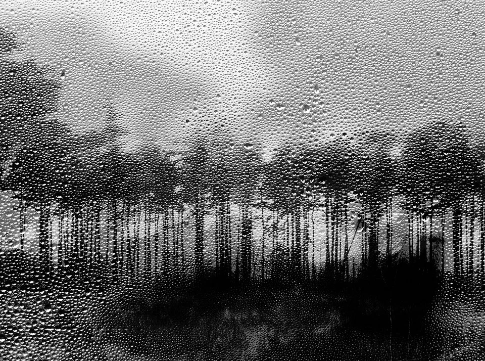 View of trees through a rain-covered window in black and white.