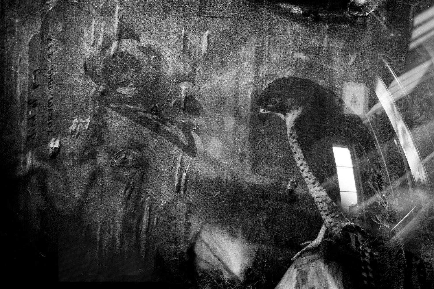 Black-and-white photograph of a bird of prey, likely a falcon or hawk, perched on a rock with a textured wall background and a window reflection visible.