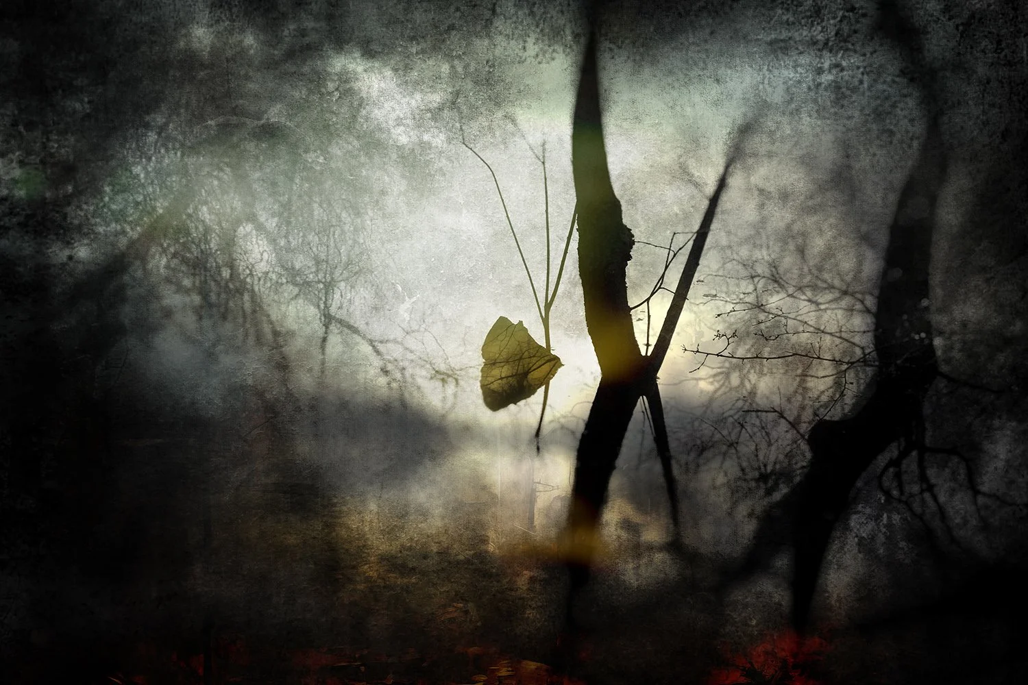 A wet, reflective surface of a puddle with a single yellow leaf and leafless trees in the background, creating a moody, atmospheric scene.