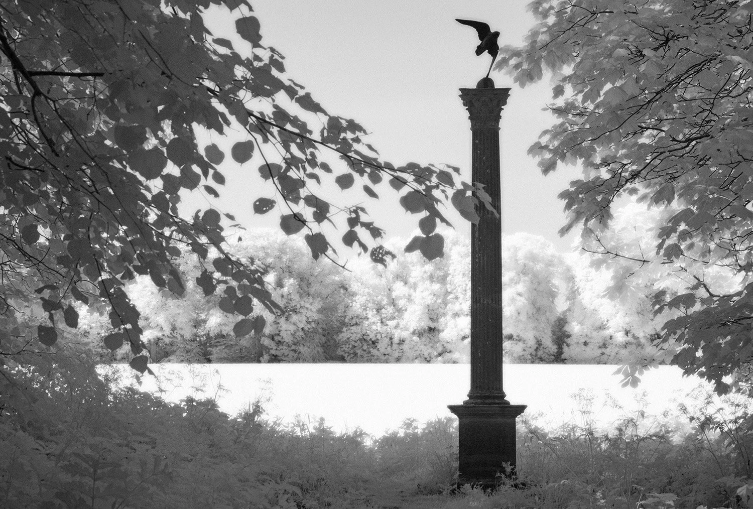 Black and white photo of a tall column with a bird statue on top, surrounded by trees with overhanging branches.
