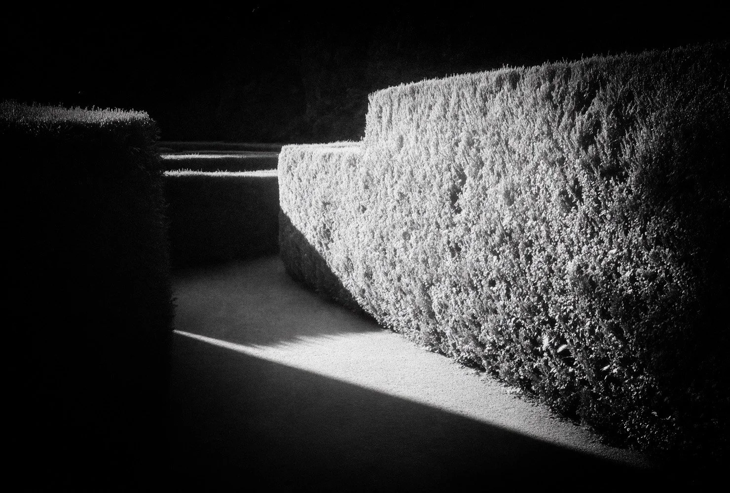 Close-up black-and-white photograph of trimmed hedges with sunlight casting shadows.