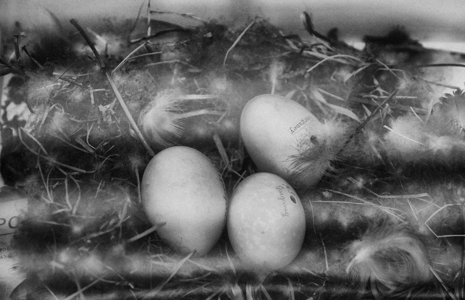 Three eggs with writing on them placed in a nest made of feathers, straw, and dried grass.