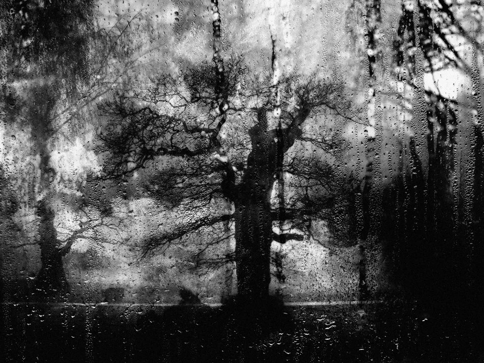 A black and white photo of a tree viewed through a rain-covered window.