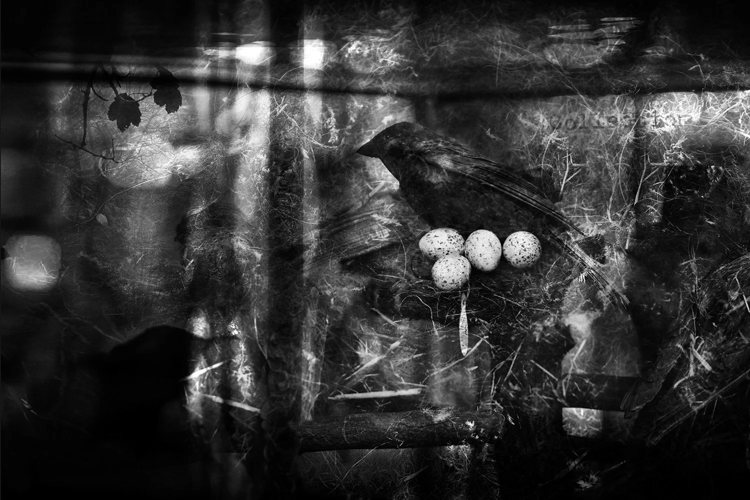 A black and white photograph of a bird sitting on a nest with four speckled eggs, surrounded by branches and leaves.