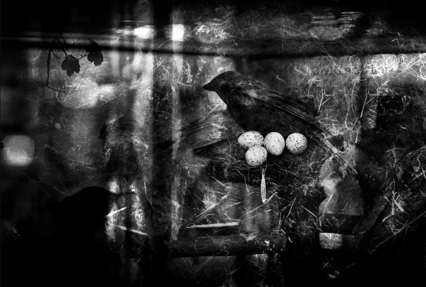 Black and white photo of a bird sitting in a nest with four speckled eggs, surrounded by branches and natural elements, with some spider webs in the background.