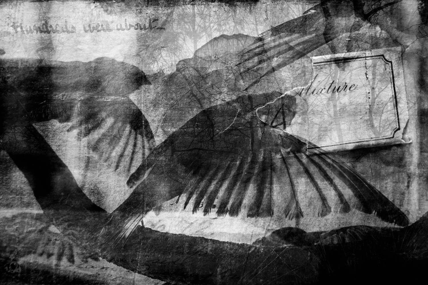 A layered, black-and-white collage featuring a notebook page with the word 'Mature,' a person reading or studying, and a bird in flight, with a textured background of tree branches.