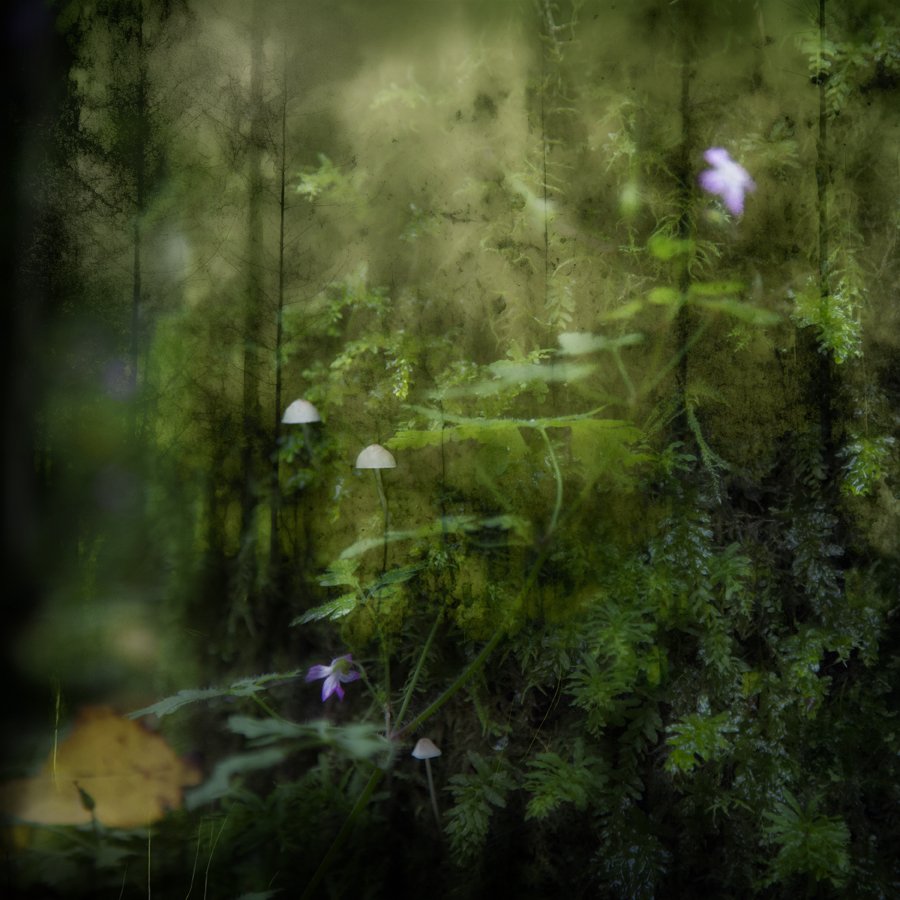 A lush green forest scene with small white mushrooms and purple flowers growing among moss and foliage.