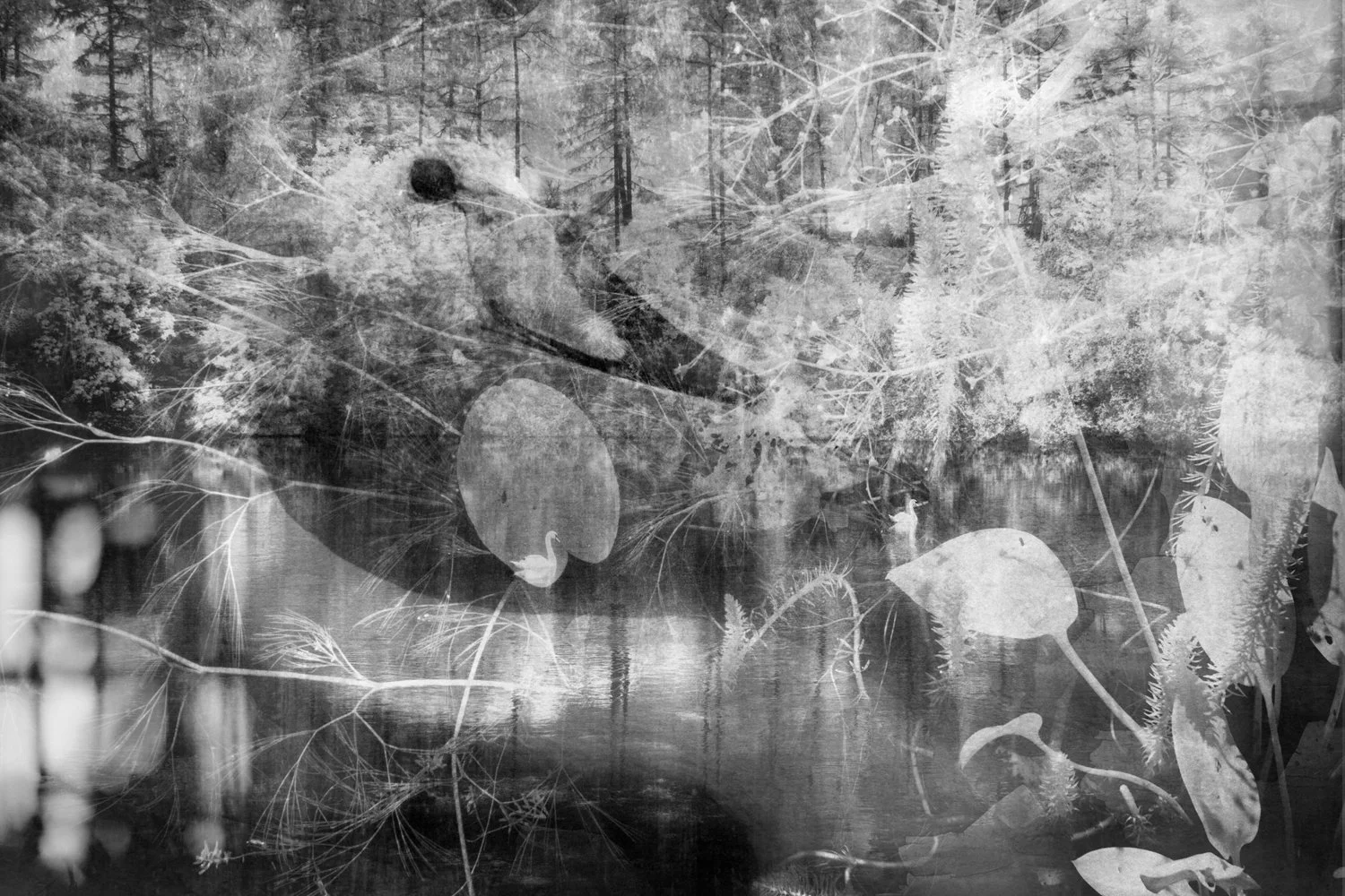 Black and white photo of Swans swimming on a lake surrounded by trees, with a double exposure effect of leaves, branches, and a forest scene.