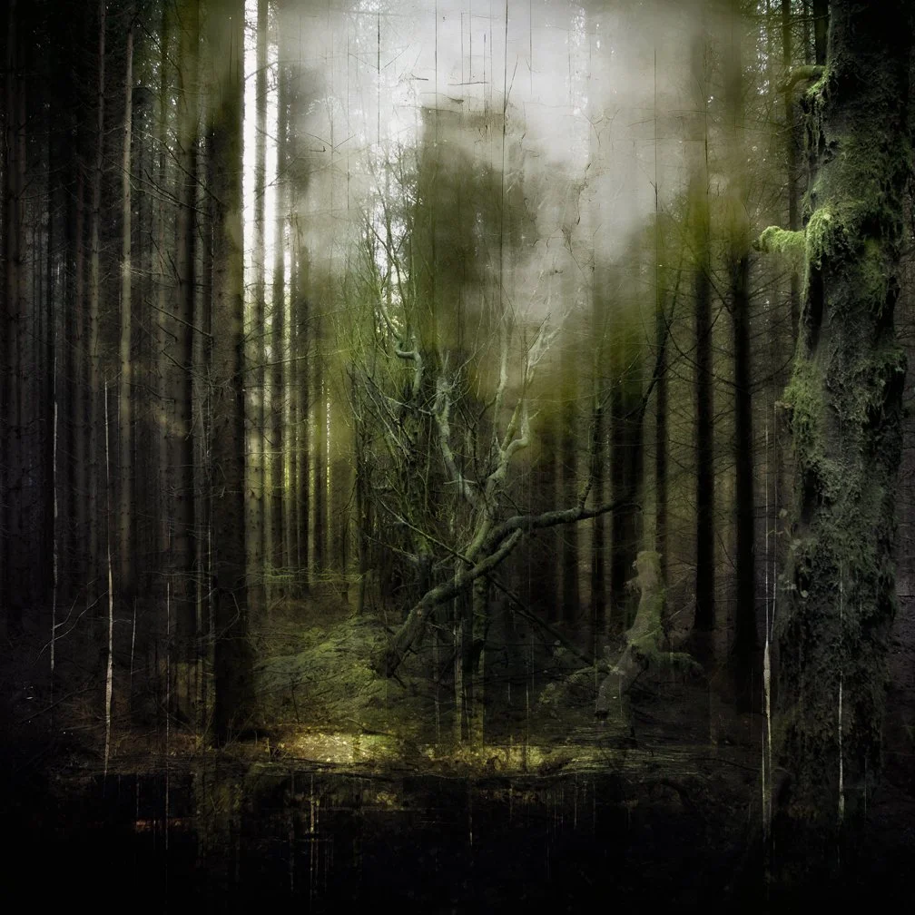 Dark, eerie forest with tall, thin trees, moss-covered branches, and fog or mist in the background.