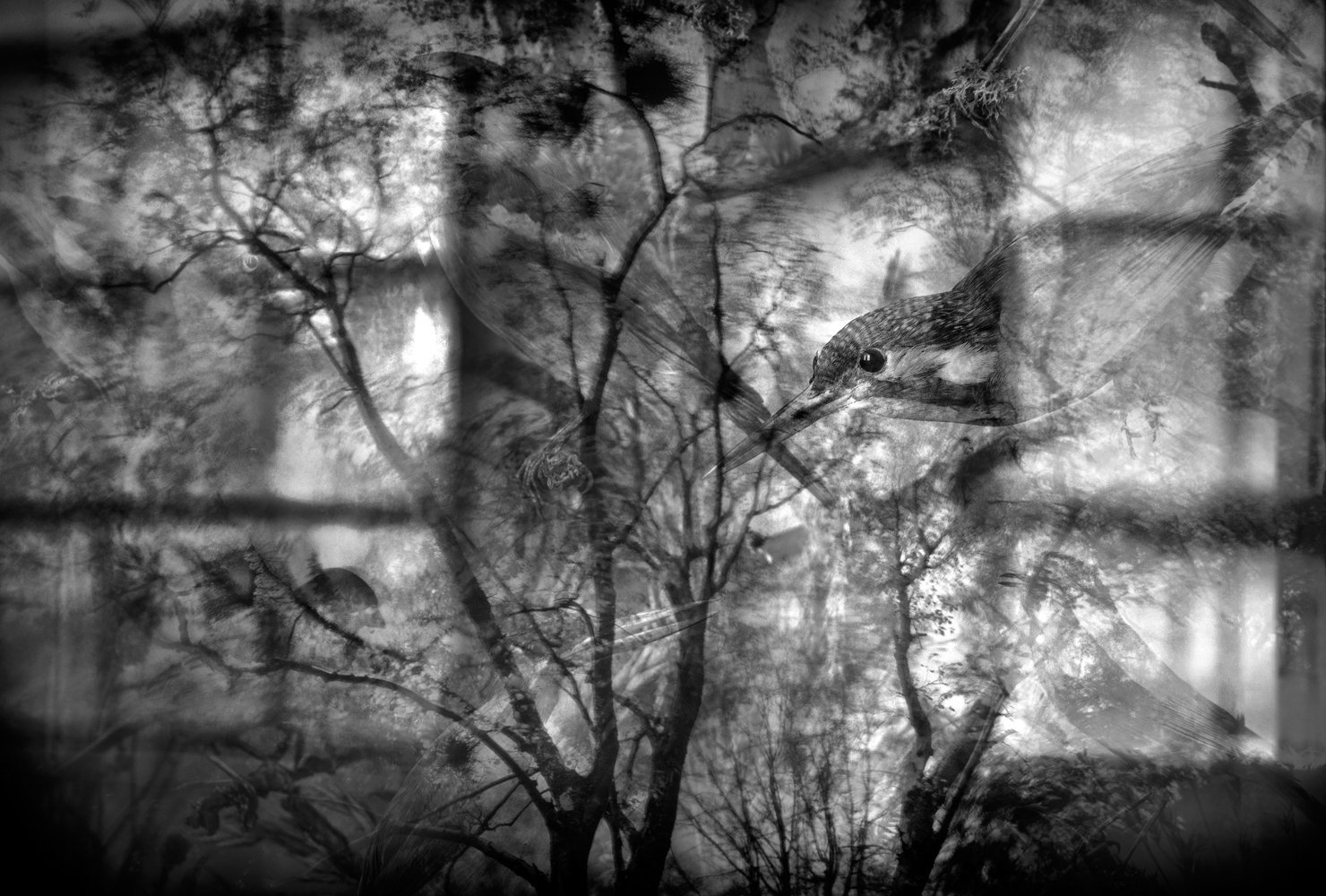 Black and white double exposure photograph featuring a bird sitting on a tree branch and the silhouette of leafless trees and branches in the background.
