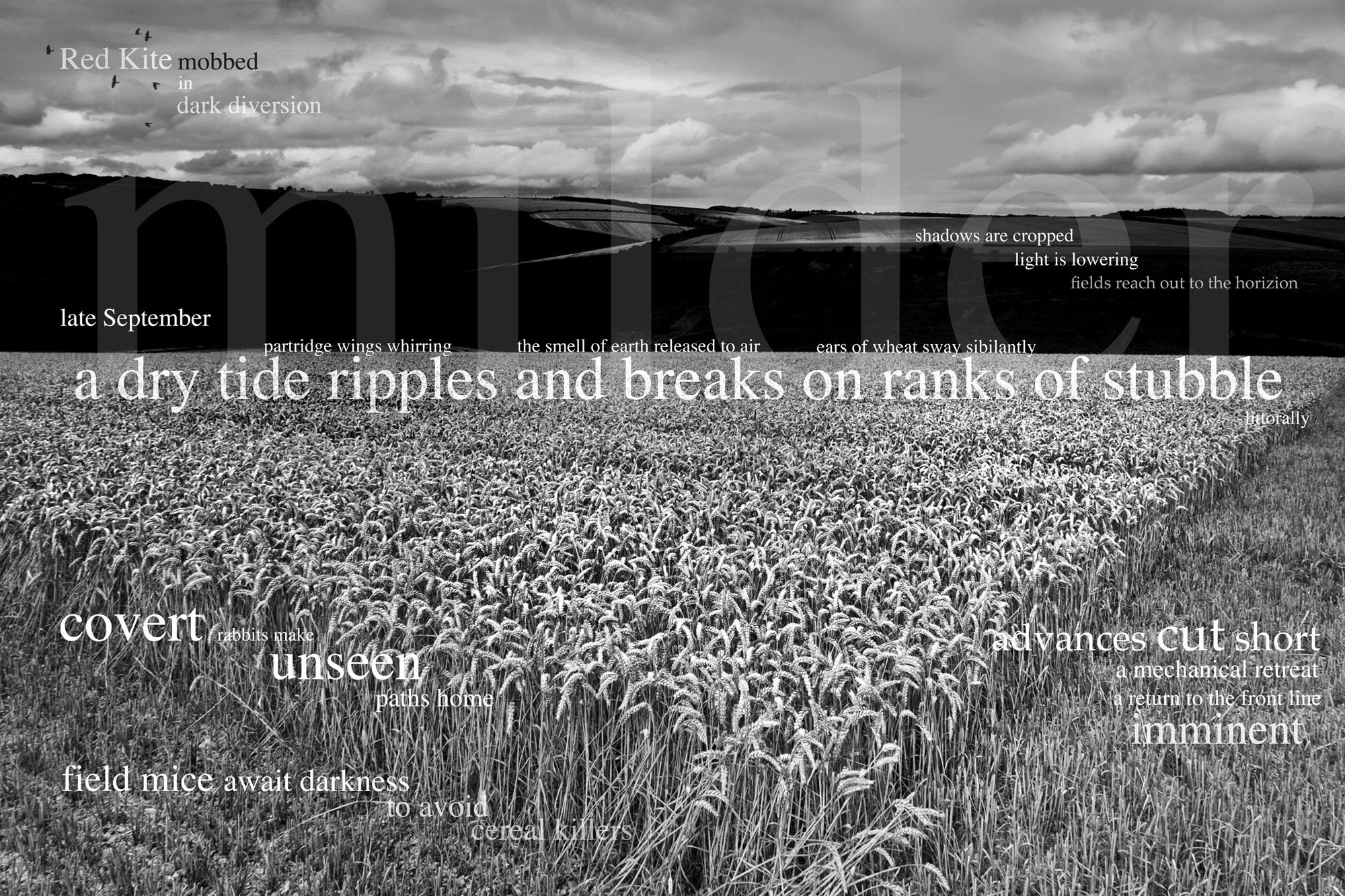 A black and white landscape photo of a wheat field with rolling hills in the distance and a cloudy sky overhead. Overlaid on the image are various words and phrases in different font sizes and orientations, including "Red Kite mobbed in dark diversio