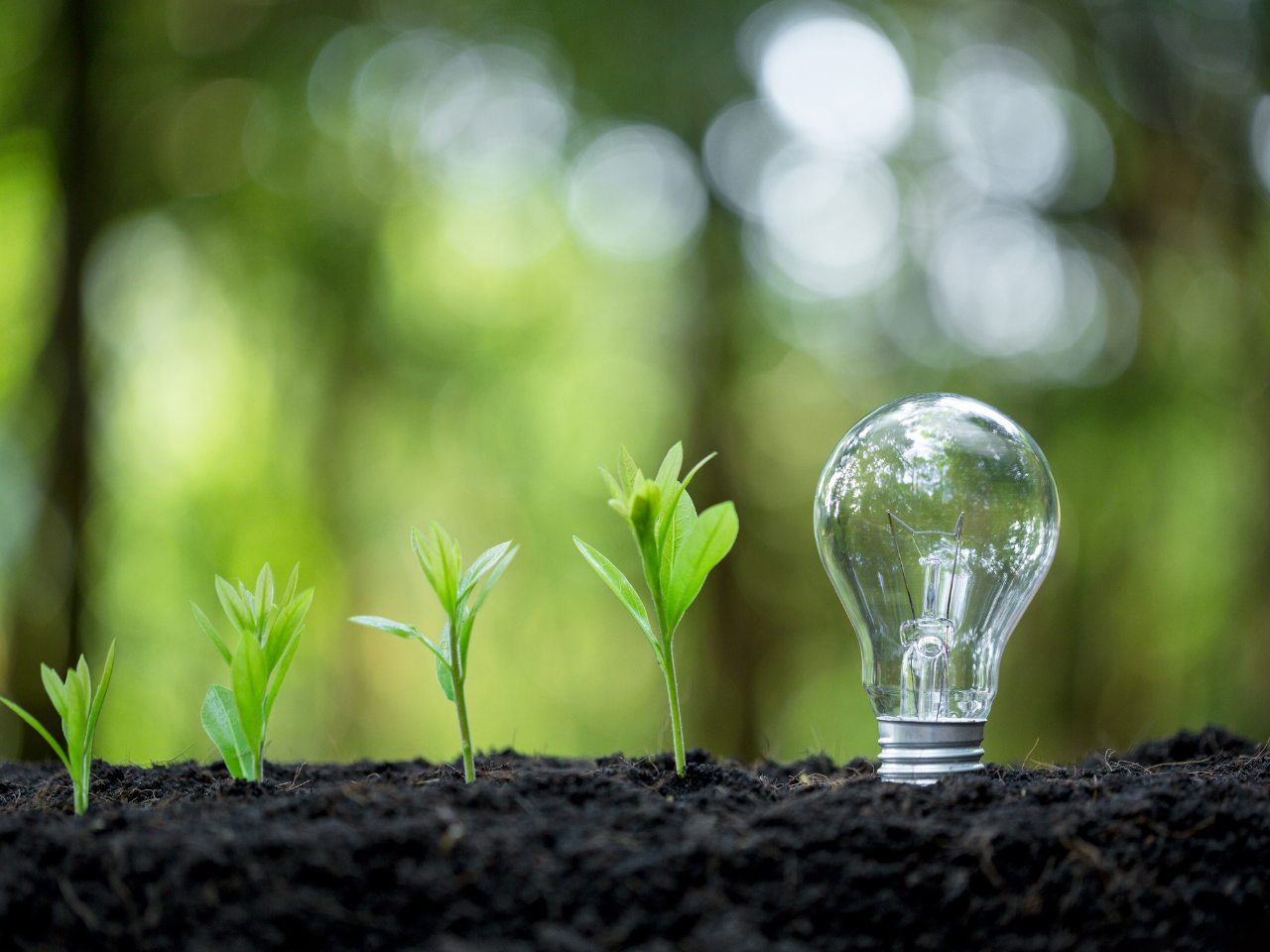 Growing green plants in soil next to a clear light bulb with a reflection of trees inside, against a blurred green forest background.