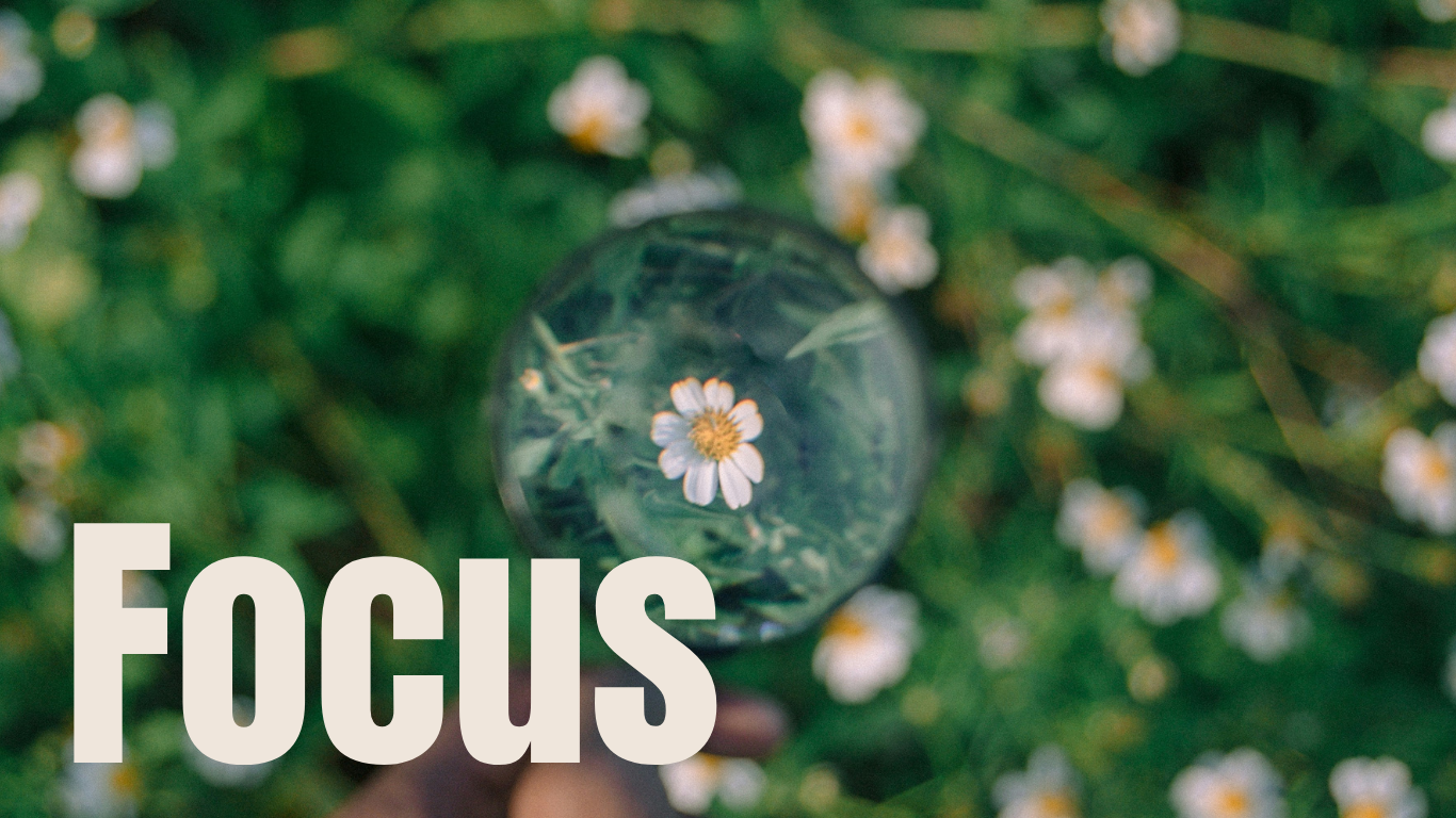 A daisy flower viewed through a glass sphere, with the word "FOCUS" superimposed in large white letters.