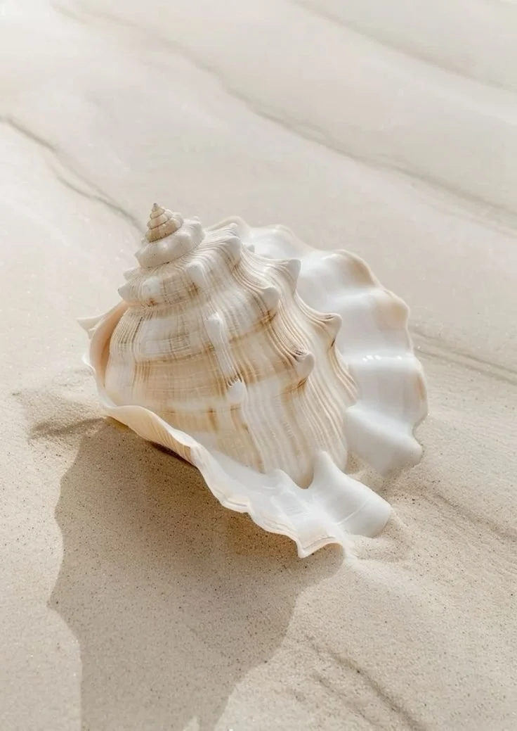A large seashell sitting on light-colored sand, with shadows cast nearby.