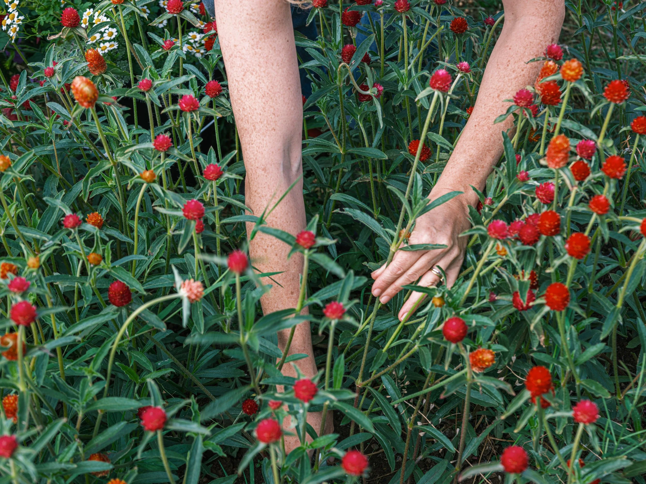 The Pollen Project-85.jpg