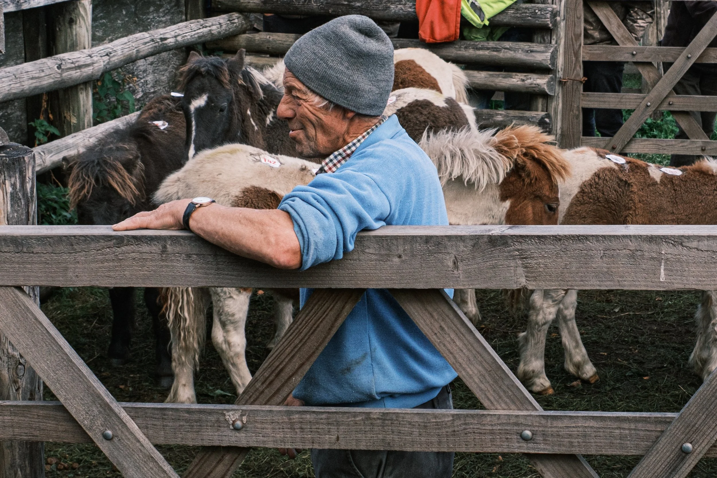 Pony Sale Chagford 2026 10 08-40.jpg