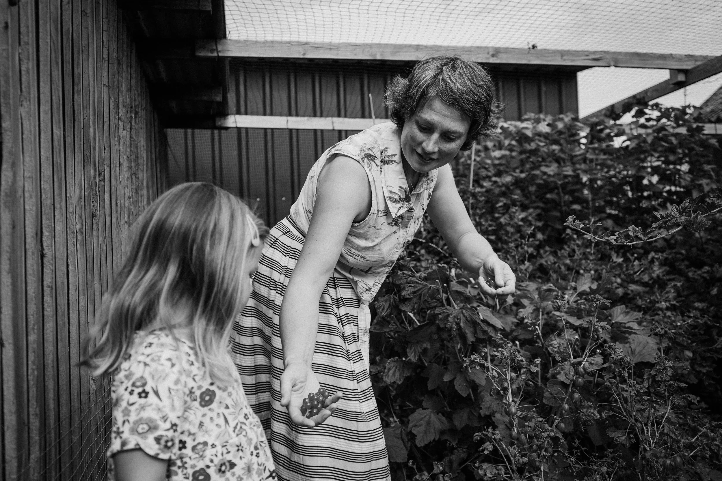 Two young girls picking strawberries in a garden with a woman, possibly their mother, helping them. The scene appears to take place outdoors with a wooden fence and a structure with a mesh roof in the background.