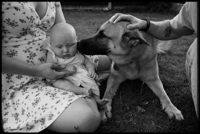 A baby sitting on a woman's lap, receiving a gentle lick from a large dog while an adult man pats the dog's head outdoors.