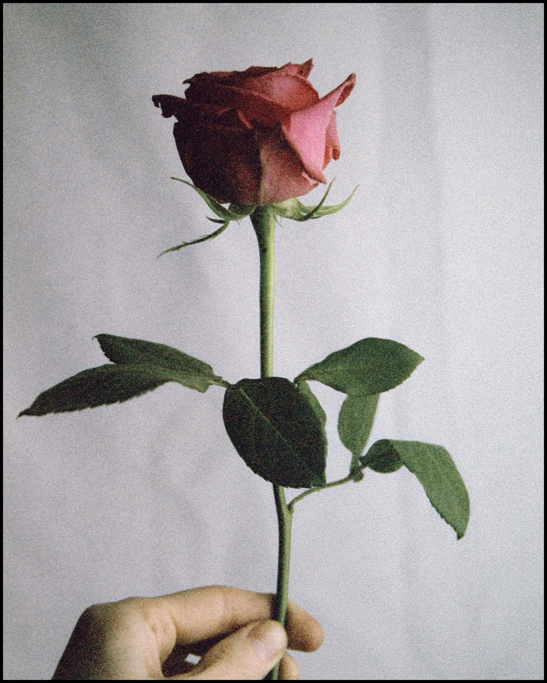 A hand holding a single pink and dark red rose with green leaves against a plain light gray background.