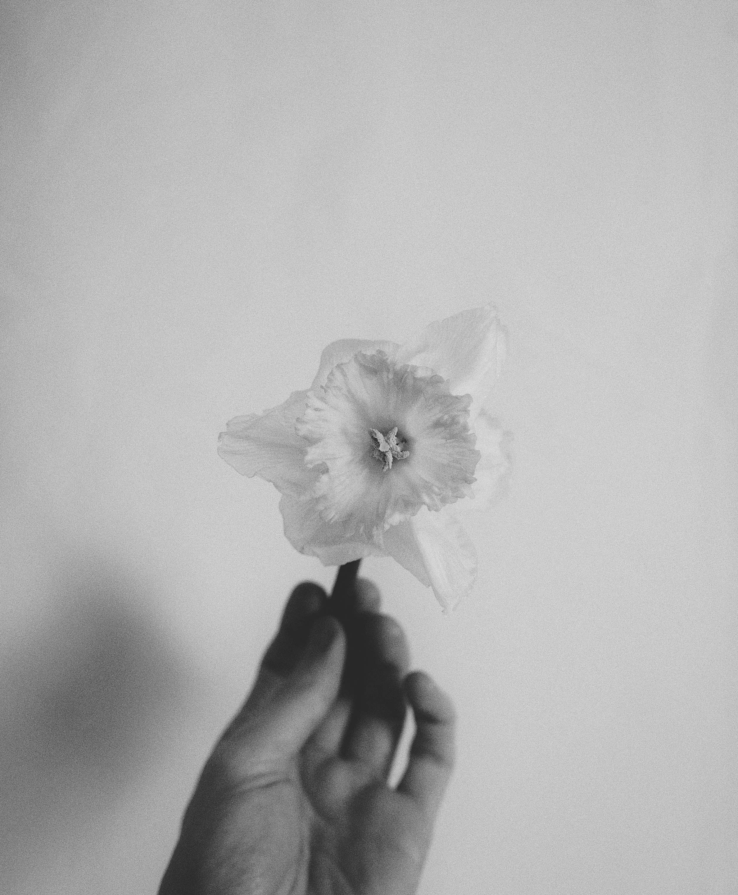 A black and white photo of a hand holding a flower, viewed from below, with a plain background.