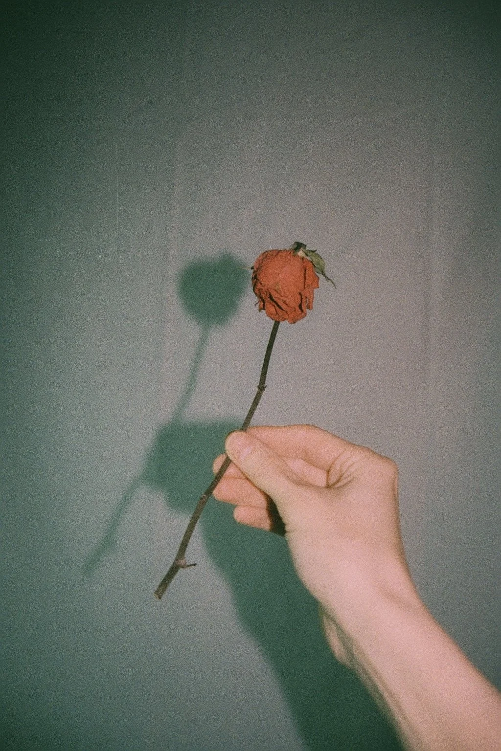 A hand holding a withered red flower against a plain wall, casting a shadow of the flower on the wall.