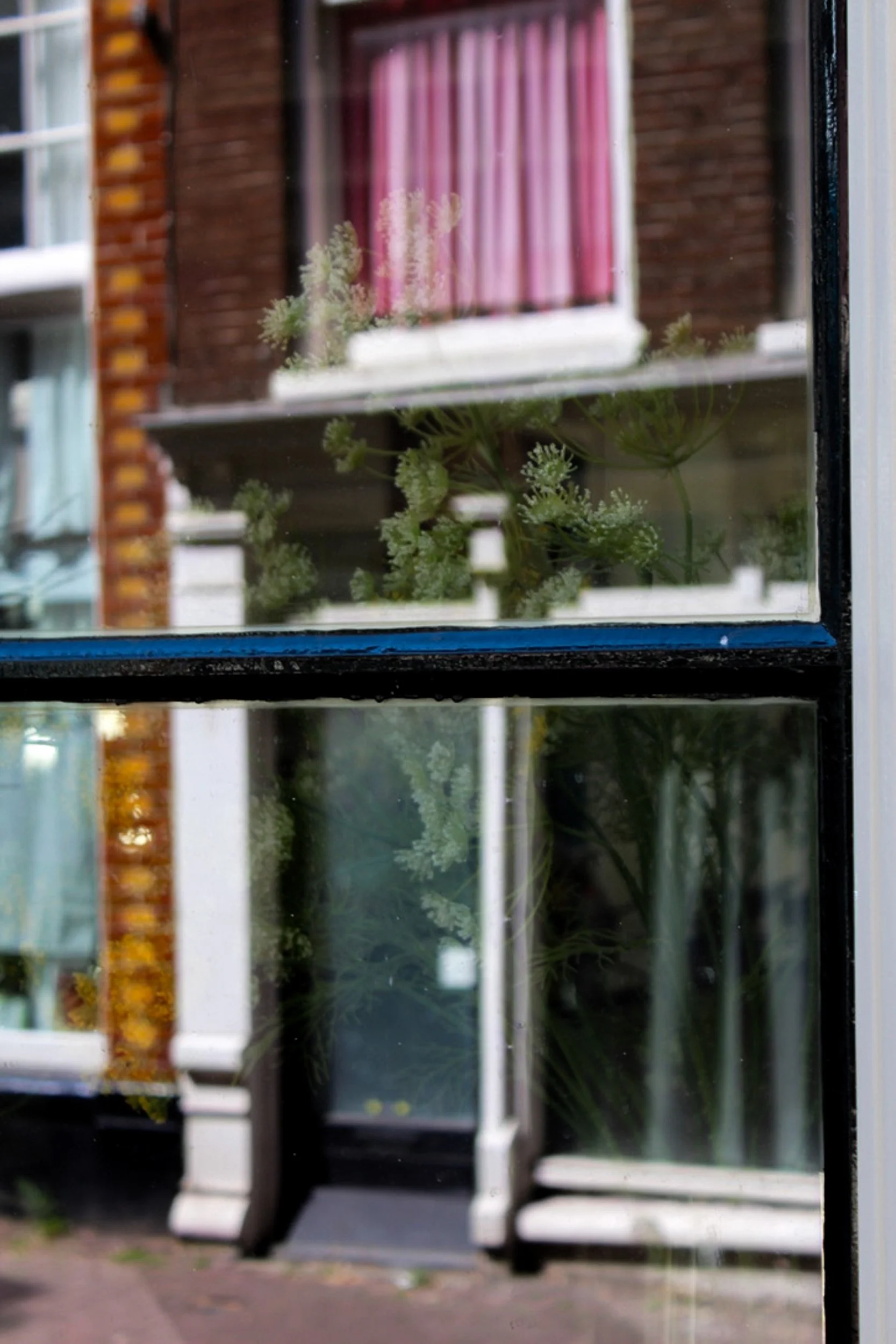 Window reflection with pink curtains and plants, Amsterdam. Colour street photography by Isabel Hachmann-Peralt.