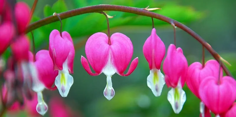 Close-Up-Bleeding-Hearts-Pink.jpg