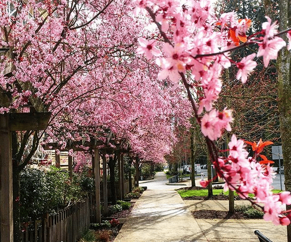 Colwood-cherry-blossoms.png