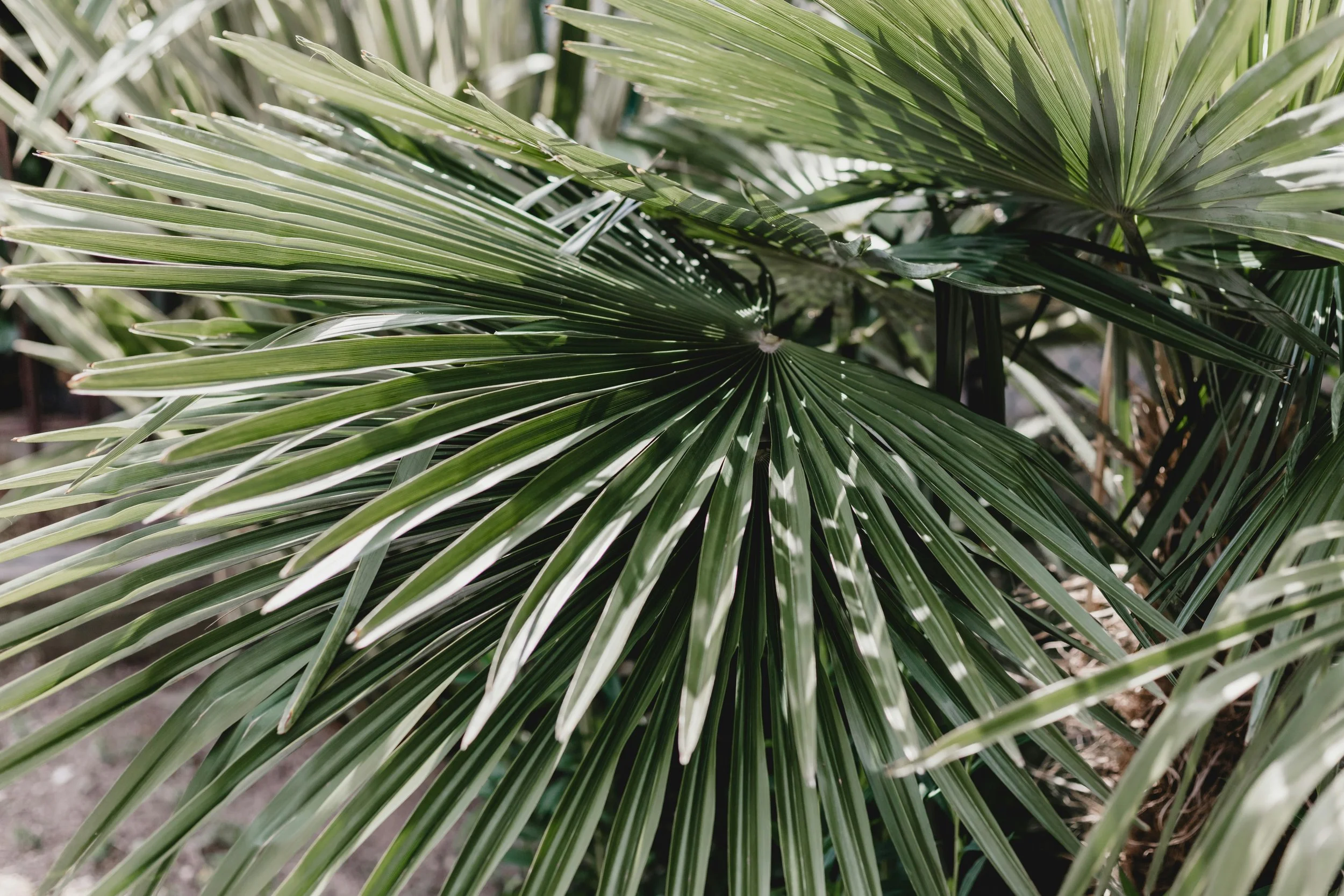 Close-up of green palm leaves overlapping with sunlight filtering through.