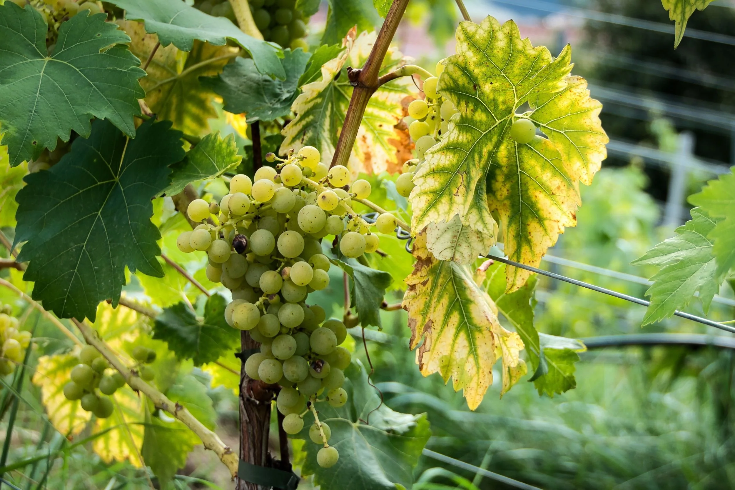 White grapes on vine.jpg