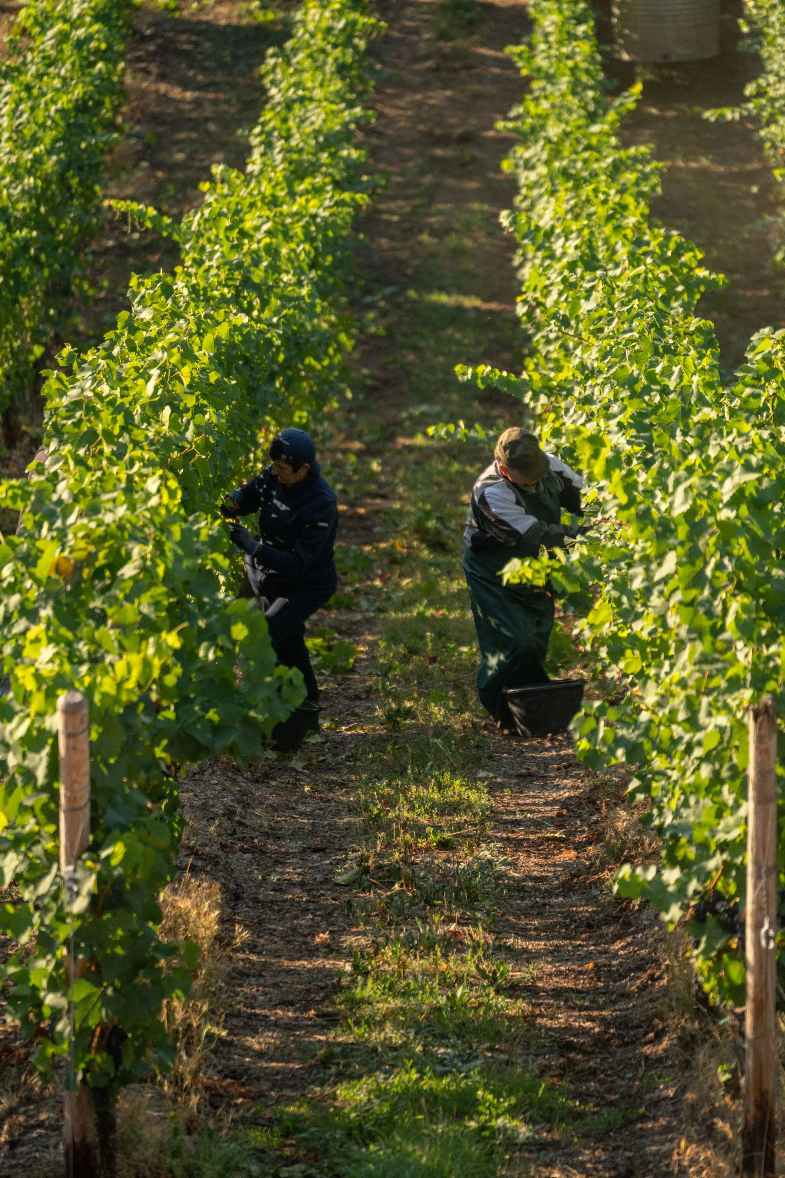 Grape picking.jpg