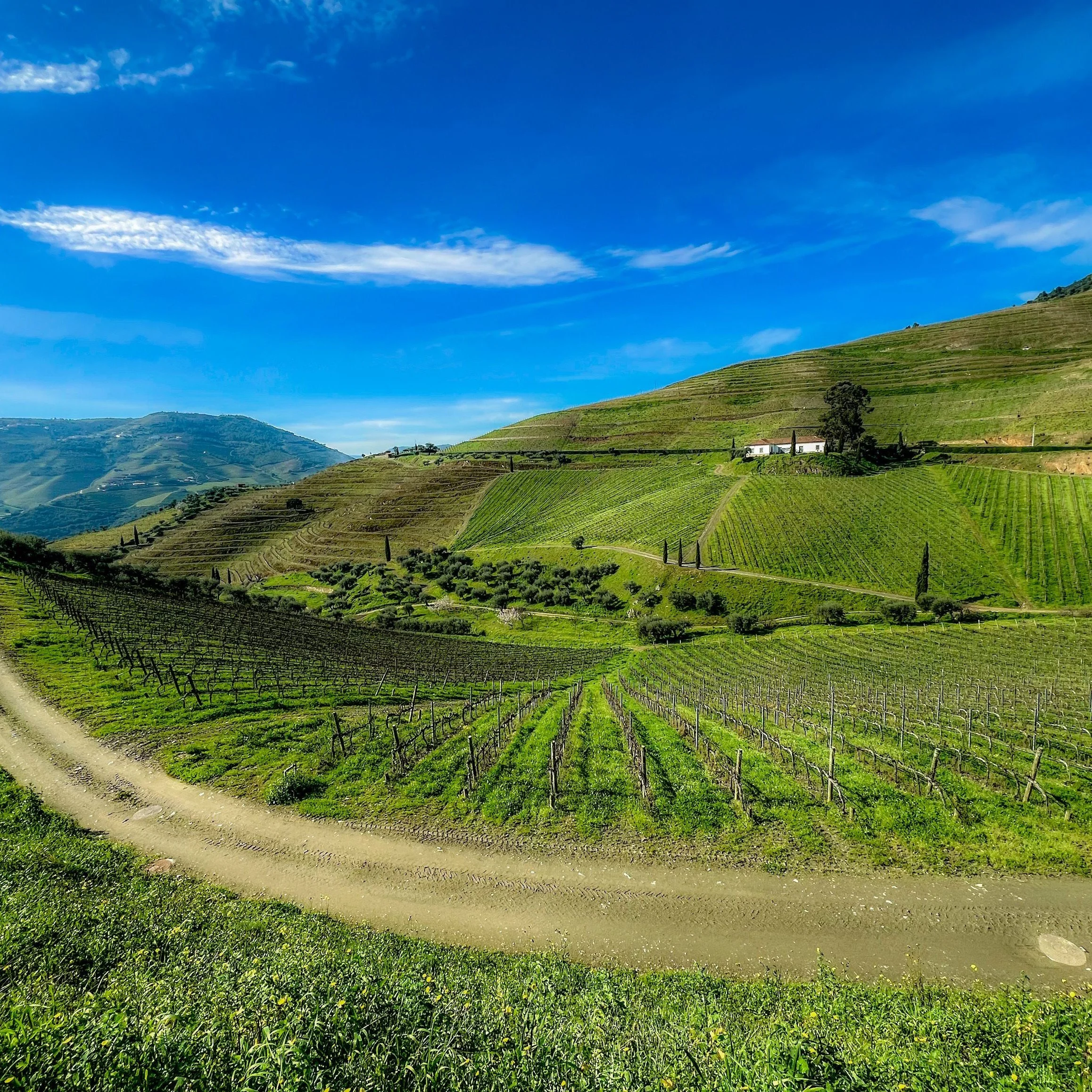 Douro Valley vineyard.jpg