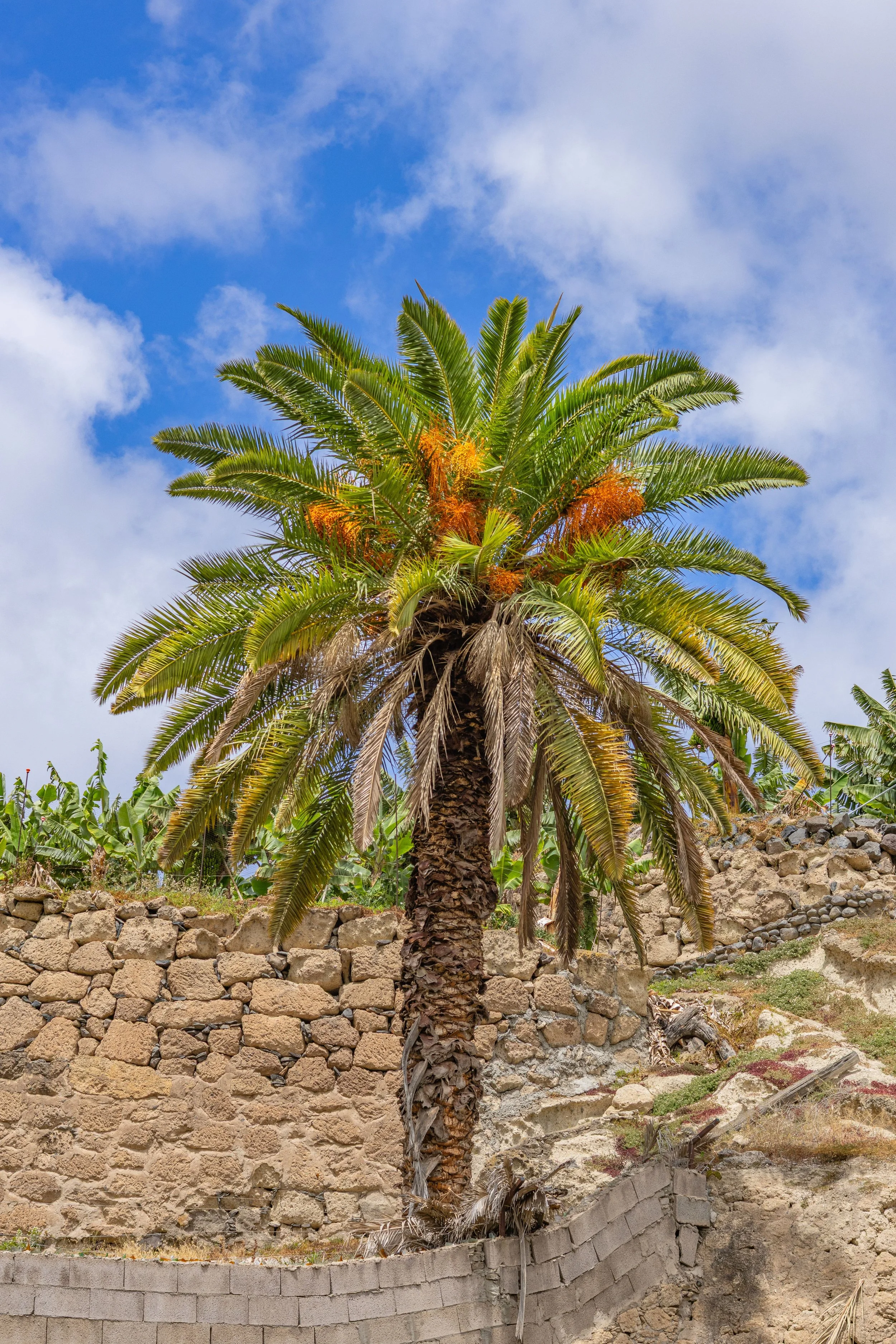 Palm tree