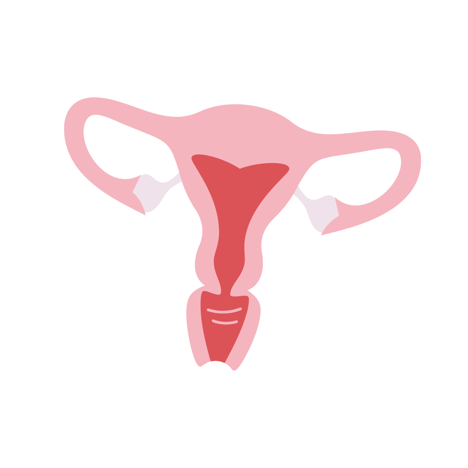 Diagram of female reproductive system, showing uterus, fallopian tubes, ovaries, cervix, and vagina.